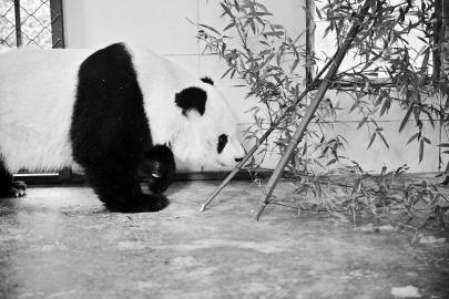 大熊猫“高高”逐步适应新环境。中国大熊猫保护研究中心供图