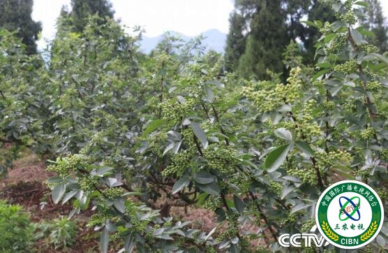 青花椒硕果累累