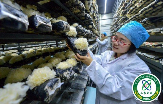 （社会）（2）食用菌产业助力精准扶贫