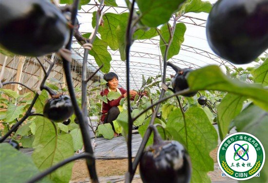 （社会）（2）特色种植促农增收