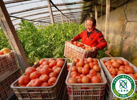 （社会）（4）特色种植促农增收