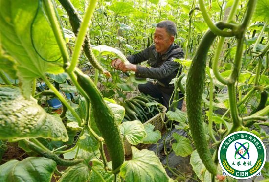 （社会）（3）特色种植促农增收