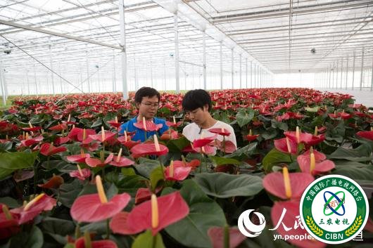 园区花卉产业蓬勃发展 人民网 薛丹 摄