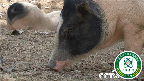 [致富经]一个习惯 年卖千万 他让财富满山跑 20190314 