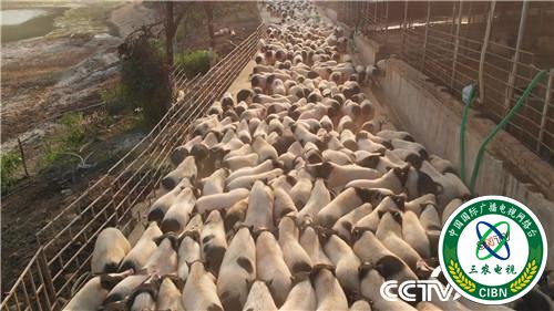 [致富经]一个习惯 年卖千万 他让财富满山跑 20190314 