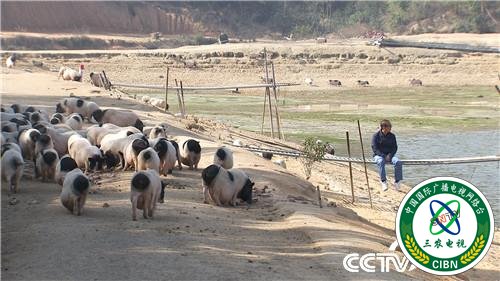 [致富经]一个习惯 年卖千万 他让财富满山跑 20190314 