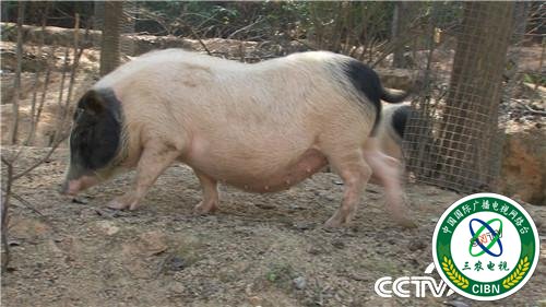 [致富经]一个习惯 年卖千万 他让财富满山跑 20190314 