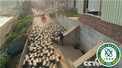 [致富经]一个习惯 年卖千万 他让财富满山跑 20190314 