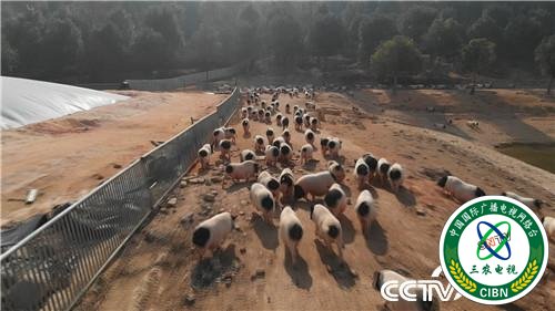 [致富经]一个习惯 年卖千万 他让财富满山跑 20190314 