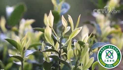 安徽黄山：高山梯田 白茶采摘