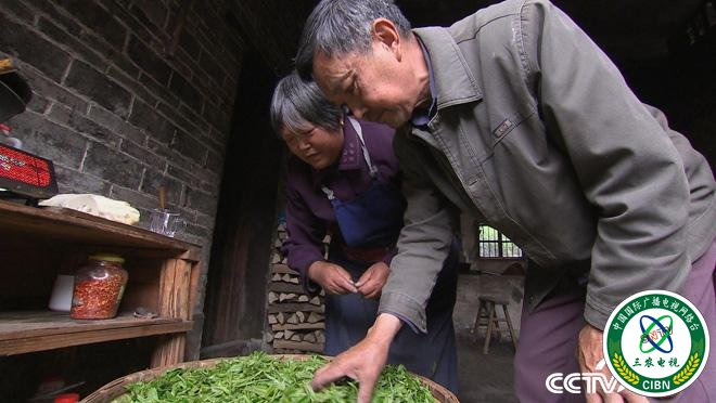 乡土:行走魅力茶香 钱江源头龙顶飘香 7月27日