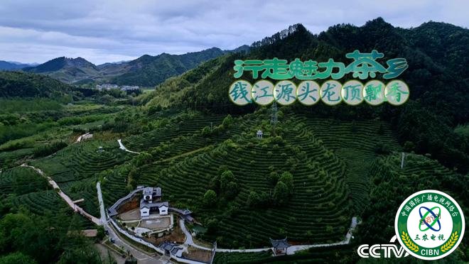 乡土:行走魅力茶香 钱江源头龙顶飘香 7月27日