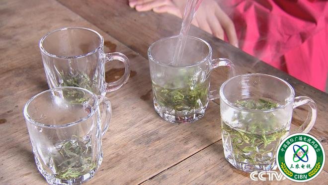 乡土:行走魅力茶香 钱江源头龙顶飘香 7月27日