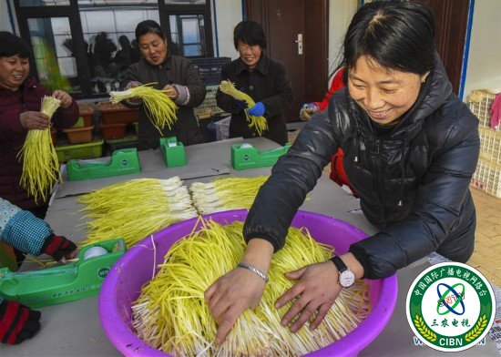 （经济）（2）河北深州：黄韭飘香致富路