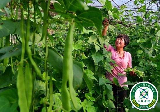 （社会）（1）特色种植促农增收