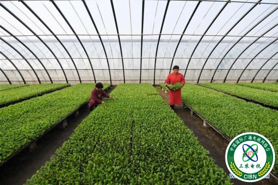 （经济）（1）河北巨鹿：忙育苗 助春耕