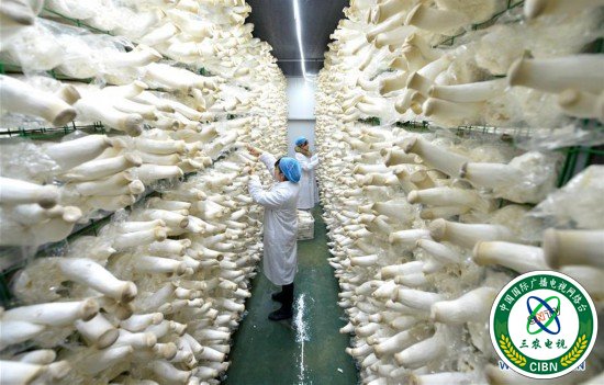 （社会）（1）食用菌产业助力精准扶贫