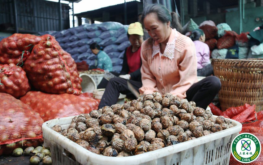 刚剥去青皮的漾濞核桃。摄影：杨桂清