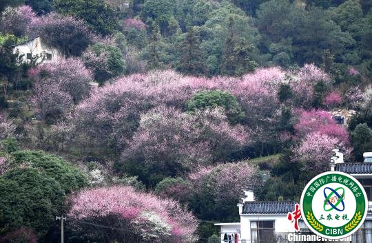 探访徽派盆景传承人洪观清：留住徽派盆景的“魂”
