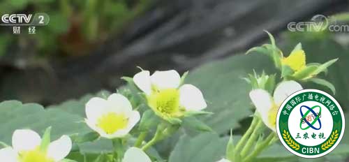 【乡村振兴在行动】如何“接二连三”推进乡村产业振兴?