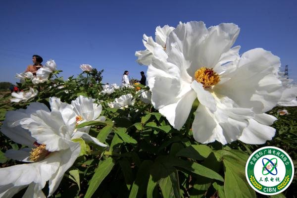 山东枣庄:“花经济”助力乡村振兴 山东枣庄:“花经济”助力乡村振兴