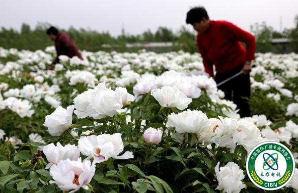 山东枣庄:“花经济”助力乡村振兴 山东枣庄:“花经济”助力乡村振兴