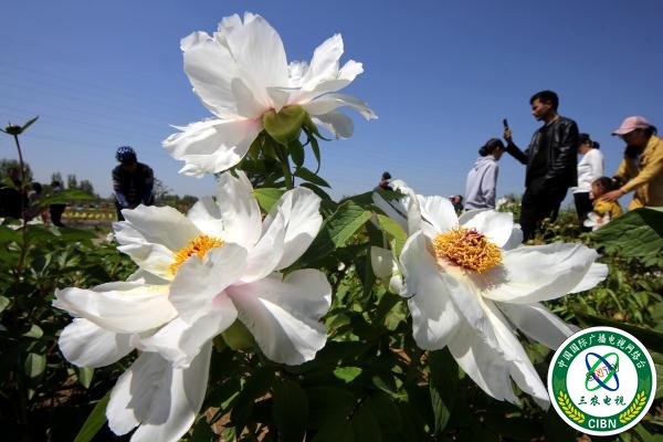 山东枣庄:“花经济”助力乡村振兴 山东枣庄:“花经济”助力乡村振兴
