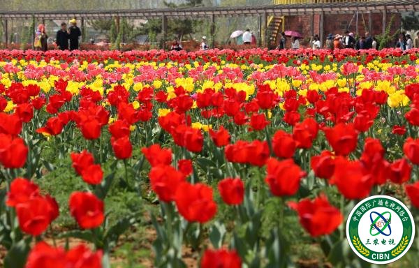 山东枣庄:“花经济”助力乡村振兴 山东枣庄:“花经济”助力乡村振兴