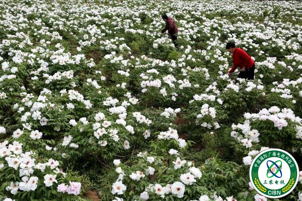 山东枣庄:“花经济”助力乡村振兴 山东枣庄:“花经济”助力乡村振兴