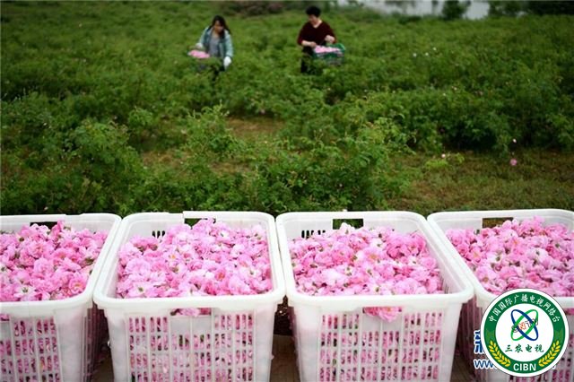 （社会）（5）安徽：“玫瑰经济”助力乡村振兴