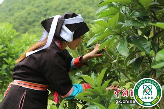 身着蓝靛服的瑶族“娘子军”正在工作。