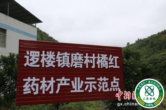 逻楼镇磨村橘红药材产业示范点。