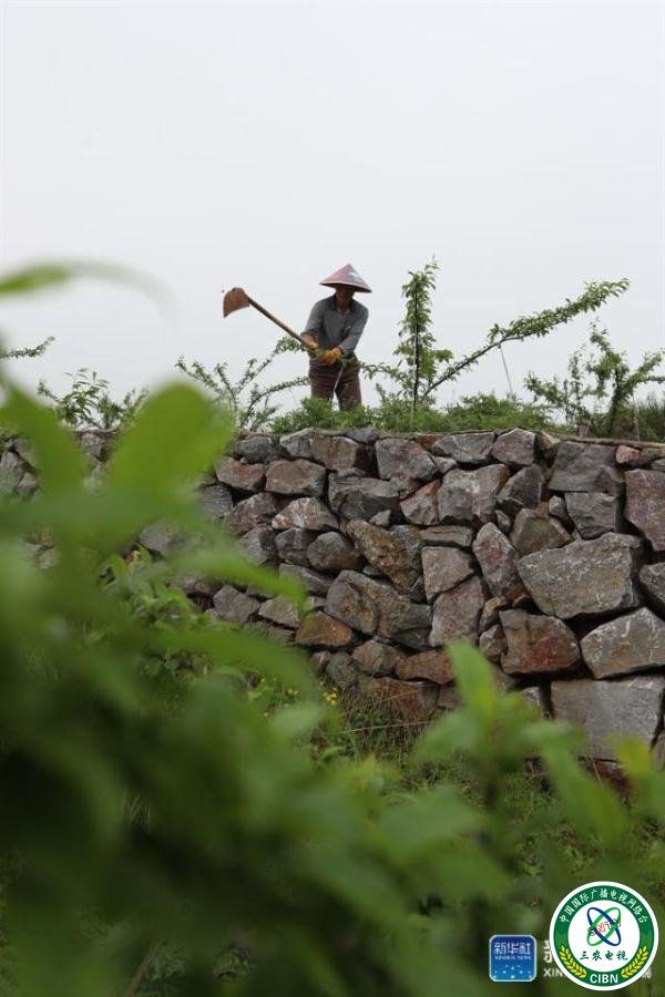 贵州玉屏：石旮旯里垦出“聚宝盆”