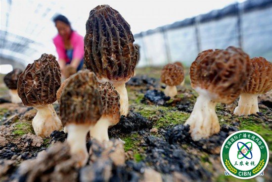 （经济）（1）河北迁安：食用菌培育富农家