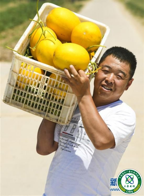 （经济）（1）河北衡水：甜瓜飘香富农家