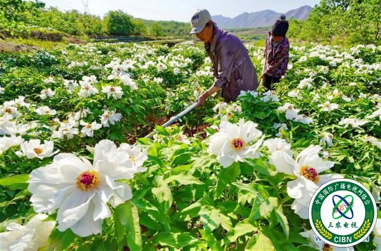 （经济）（1）牡丹花绽放“美丽经济”