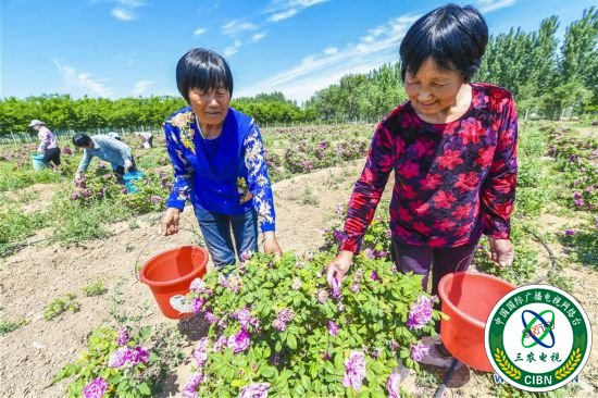 （经济）（1）河北阜城：“鲜花经济”促增收