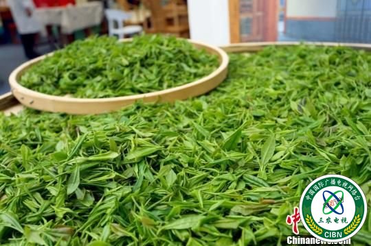 图为文县鲜茶。　高展 摄