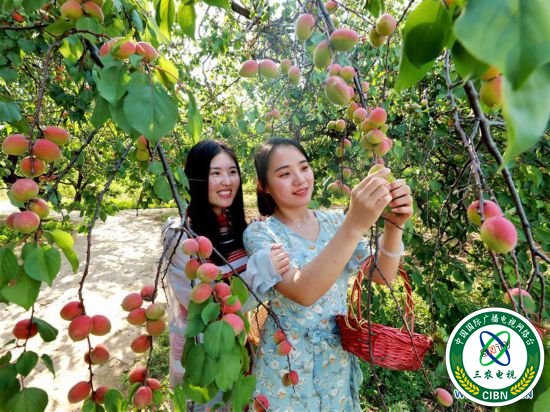 （经济）（3）河北巨鹿：杏满枝头迎丰收