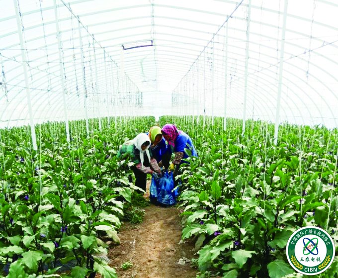 长春榆树市：冷棚茄子巧赚“空窗”价