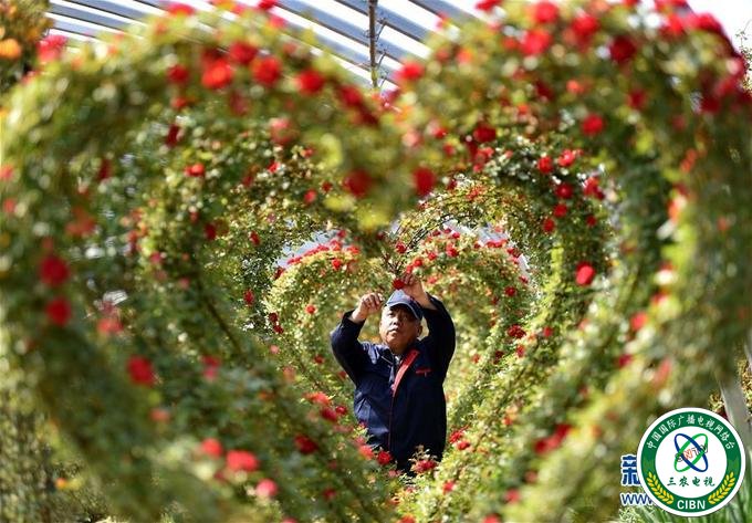 （请5月9日更新）【中首列表】【县域联播-文字列表】【决胜脱贫攻坚-图文】河北定州：“鲜花经济”富农家