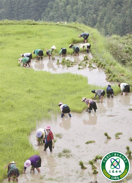 种下“药糯” 脱贫有望