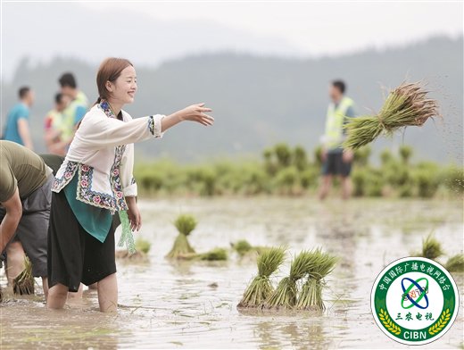 种下“药糯” 脱贫有望
