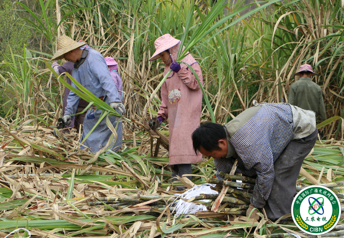 广西田林：激发内生动力 &nbsp;带动群众“我要脱贫”