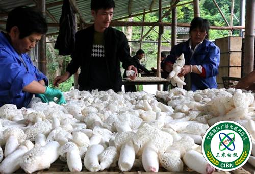 图片默认标题_fororder_A