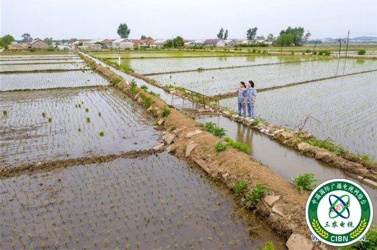 （图片故事）（1）吉林：稻香引路共致富