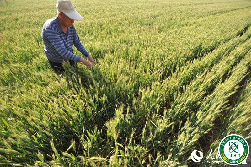 组图：小麦丰收在望