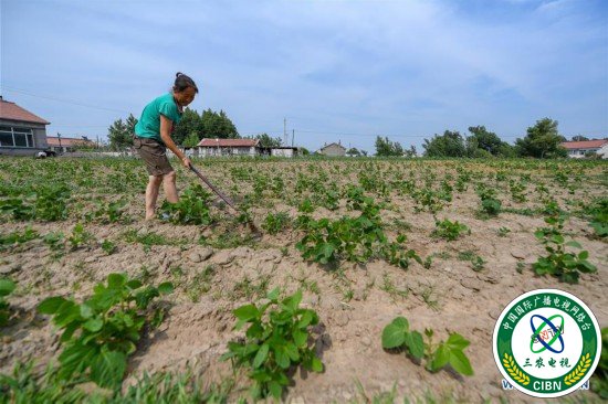 （社会）（1）吉林梨树：小庭院变增收地
