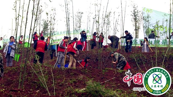 植树活动现场.jpg