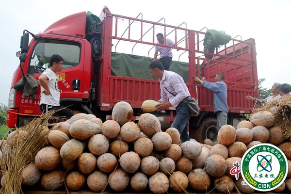 经销商范顺强正在组织工人将南瓜装车.JPG